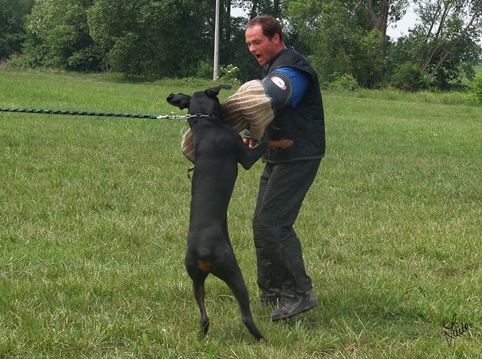 Dogs in training 6/2007